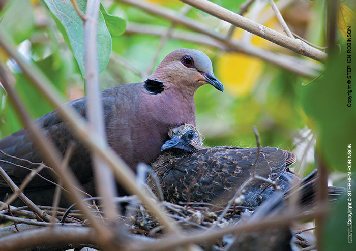 014_Page18-Sept-B21D.3985-Red-eyed-Dove