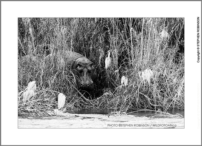 013_MH_4150BW-Hippo-Zambezi-River