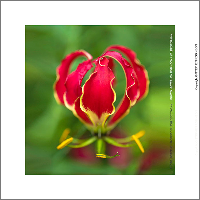 005_FP_5185VA-African-Christmas-Lily-Gloriosa-superba