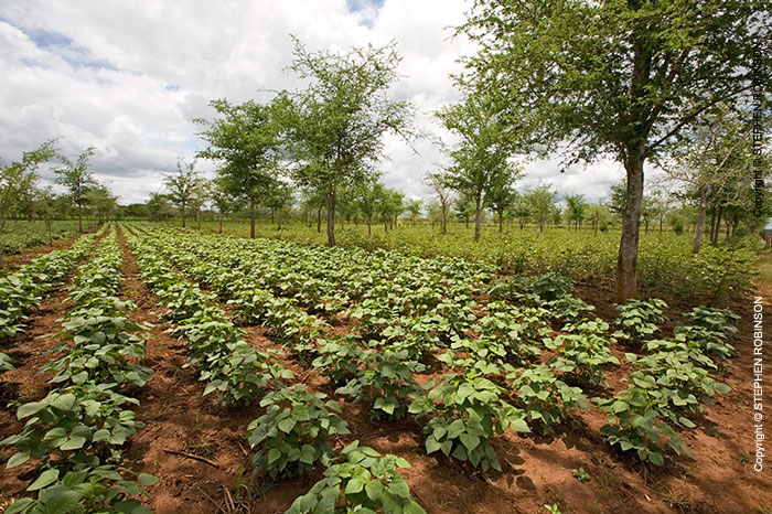 018_AgCF.0344-African-Conservation-Farming-&-Winterthorn-Trees-Zambia