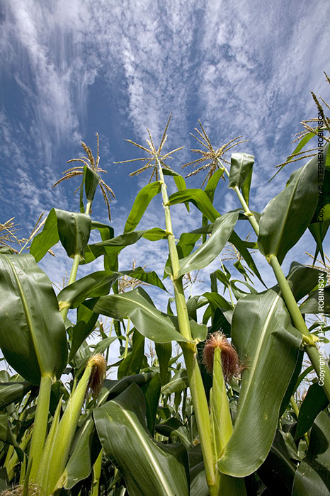 020_AgCF.1038V-Conservation-Farming-Maize-&-Sky