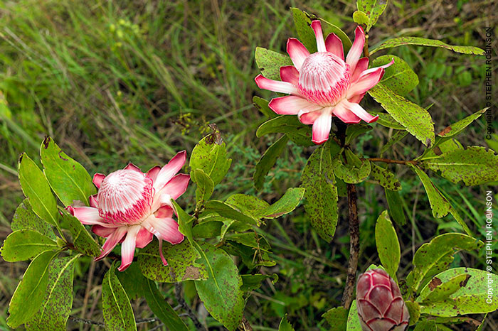 061_FT_96880-Zambian-Protea-P.angolensis