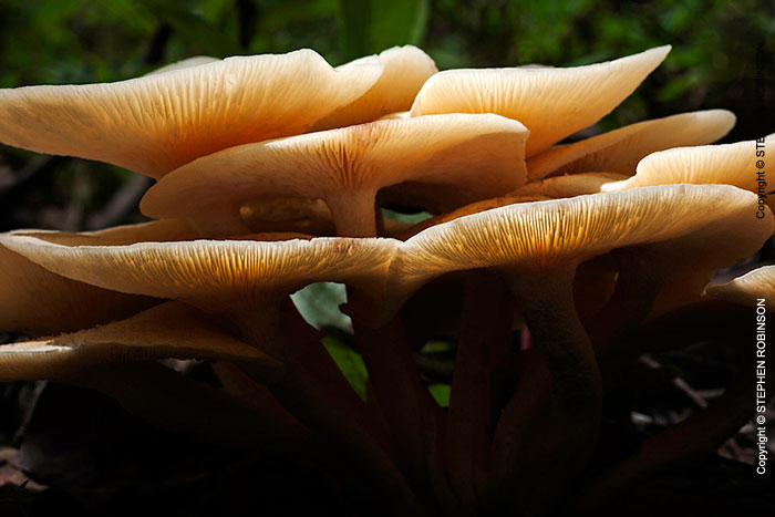 001_Fu.4148-Miombo-Woodland-Fungus