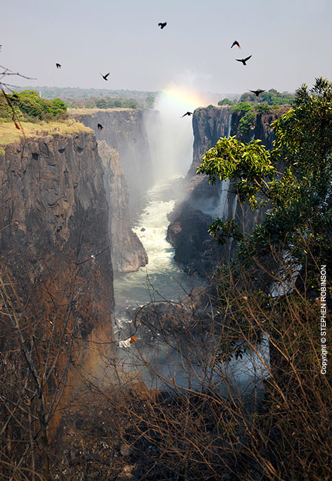 056_LZmS.1113V-Victoria-Falls-&-Red-winged-Starlings-Zambezi-R-Zambia