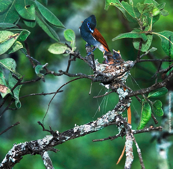 005_B39F.5-African-Paradise-Flycatcher-male-at-nest-Terpsiphone-viridis