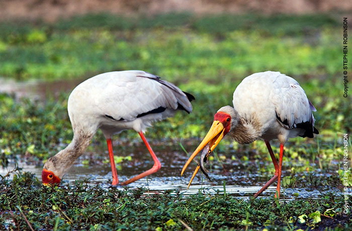 035_B7S.0790-Yellowbilled-Storks-Feeding-Mycteria-ibis