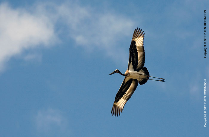 038_B7S.0828-Saddlebilled-Stork-in-Flight-Ephippiorhynchus-senegalensis