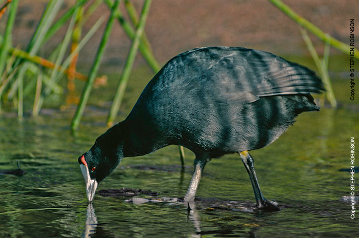 048_B16C.14-African-Red-knobbed-Coot