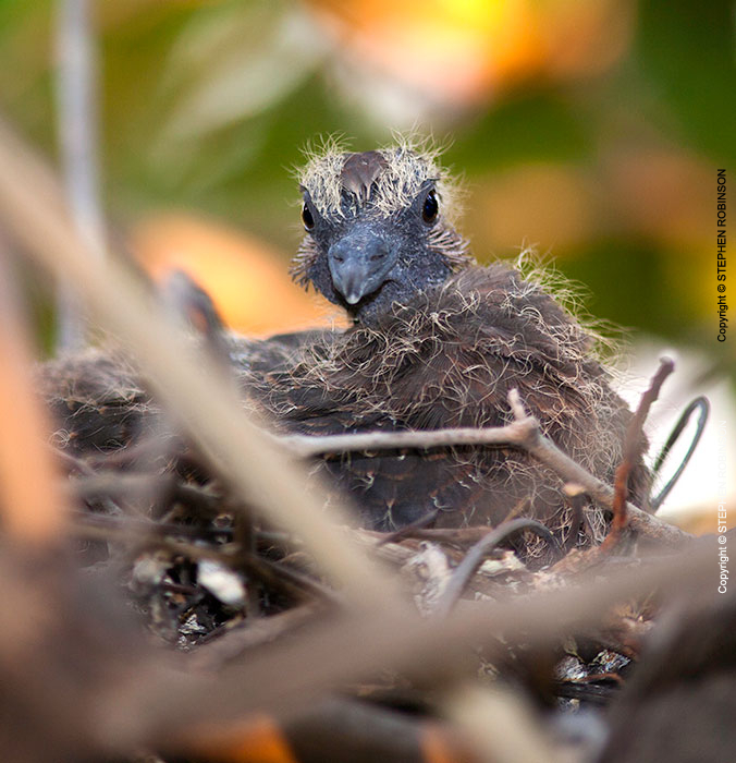 055_B21D.3681A-African-Red-eyed-Dove-Nestling