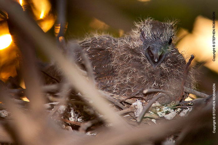 056_B21D.3741-African-Red-eyed-Dove-Nestling