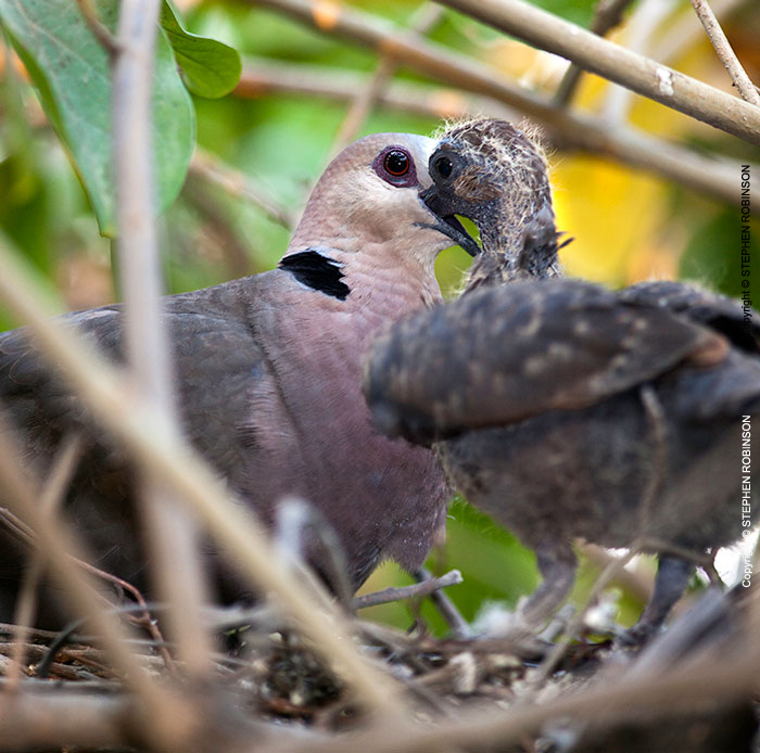 057_B21D.3966-Afrcan-Red-eyed-Dove-feeding-nestling