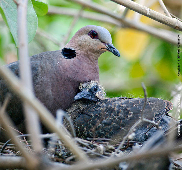 058_B21D.3985A-African-Red-eyed-Dove-with-nestling
