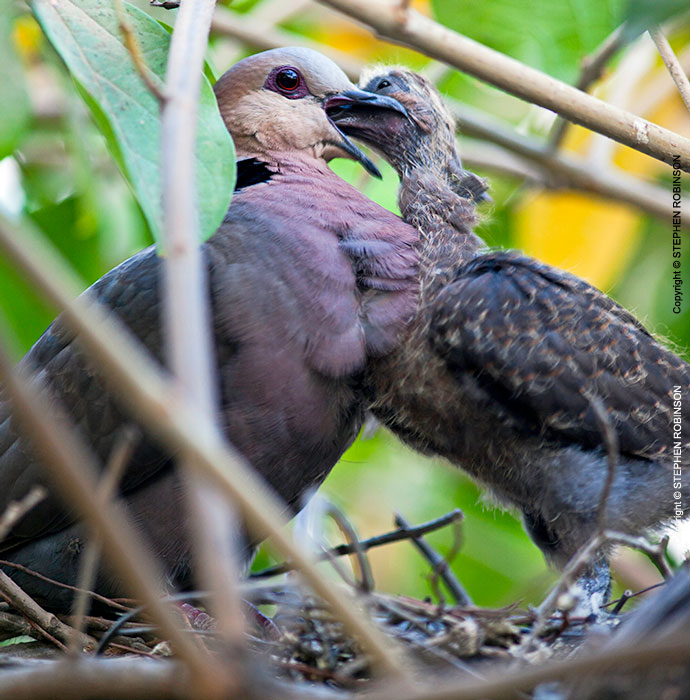 059_B21D.4020A-African-Red-eyed-Dove-feeding-nestling
