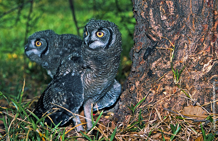 060_B24.33-Spotted-Eagle-Owl-Fledglings-on-Ground-Bubo-africanus
