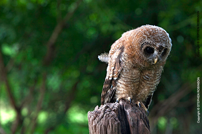 063_B24.1203-African-Wood-Owl-owlet-Strix-woodfordii