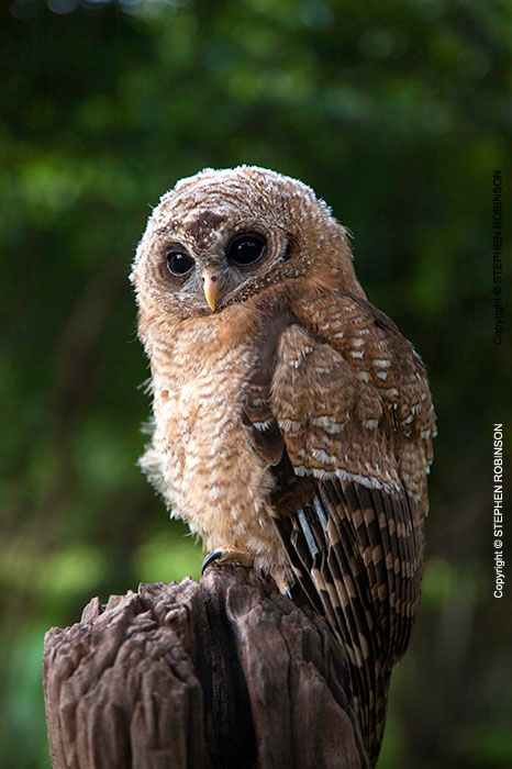 064_B24.1224-African-Wood-Owl-owlet-Strix-woodfordii