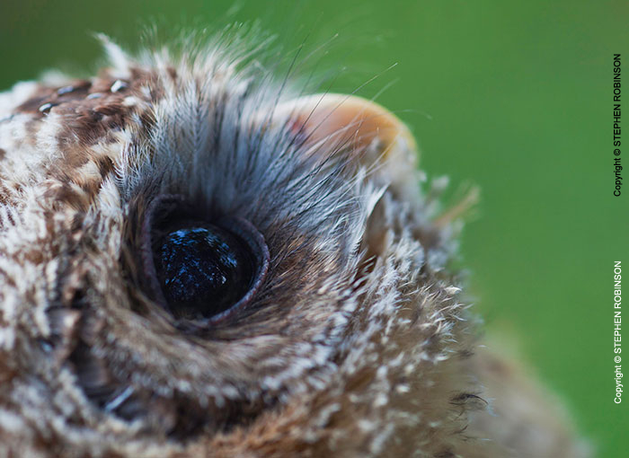 067_B24.1300-African-Wood-Owl-owlet-eyes-Strix-woodfordii