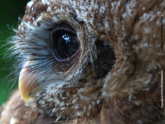 068_B24.1310-African-Wood-Owl-owleteye-+-reflection-close-up-Strix-woodfordii
