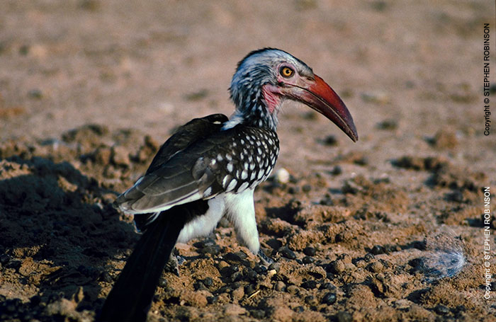 072_B29H.88-Red-billed-Hornbill-Tockus-erythrorhynchus