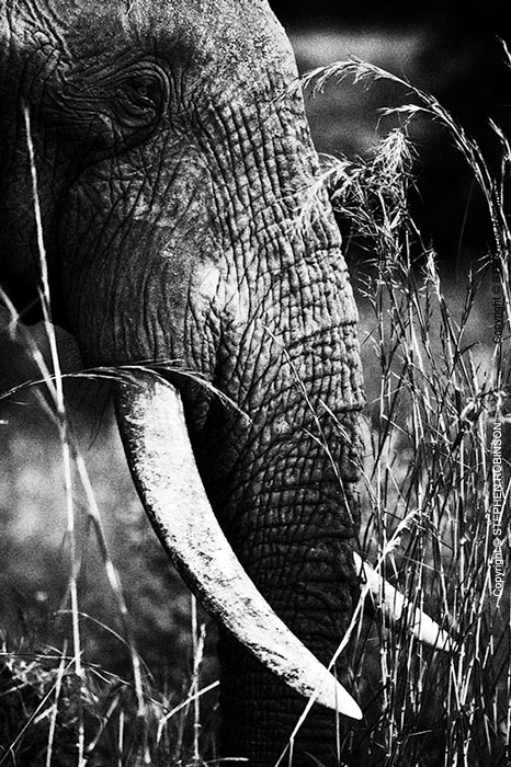 005_ME.1006VBWA-African-Elephant-Bull-close-up-Luangwa-Valley-Zambia