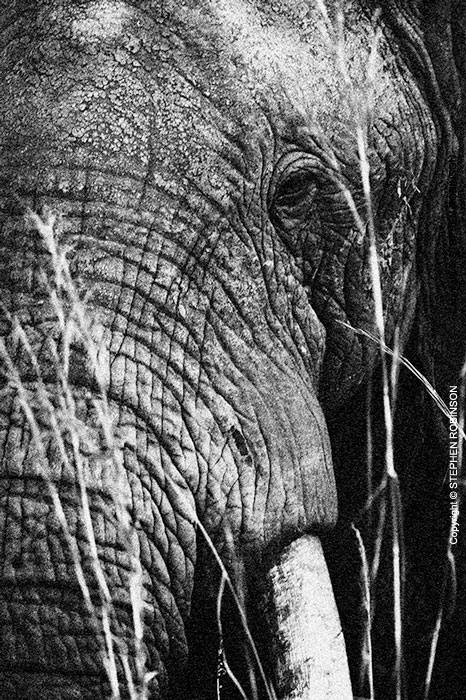 008_ME.0993VBWA-African-Elephant-Bull-Luangwa-Valley-Zambia