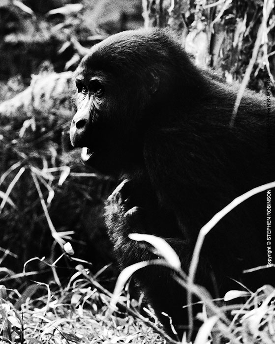 021_MApG.05BWA-Highland-Mountain-Gorilla-Bwindi-Uganda