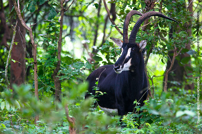 044_MAS.6180A-Sable-Antelope-Bull-N-Zambia