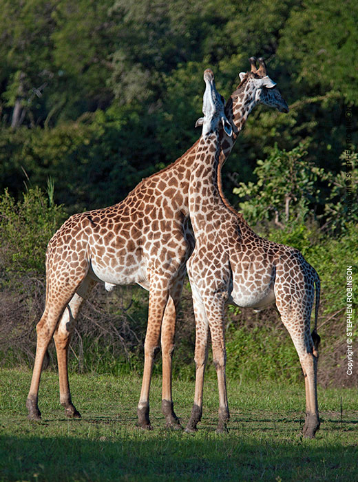 057_MG.0747V-Thornicroft's-Giraffe-young-males-sparring-Luangwa-Valley-Zambia