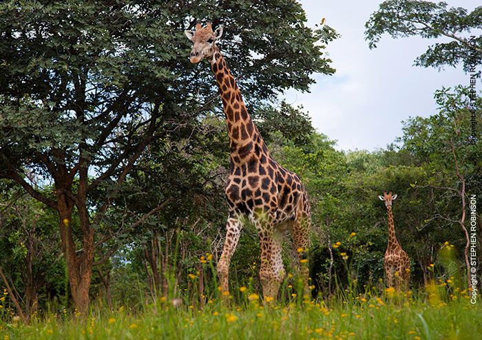 060_MG.6046-Giraffe-group-&-Bidens-wild-flowers-Zambia