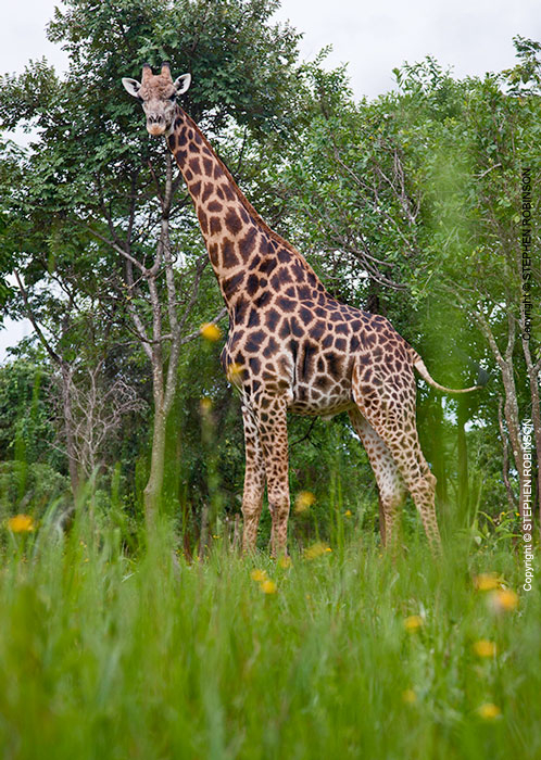 062_MG.6059V-Giraffe-&-Bidens-wild-flowers-Zambia