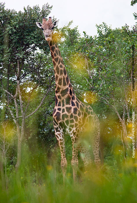 063_MG.6066-Giraffe-&-Bidens-wild-flowers-Zambia