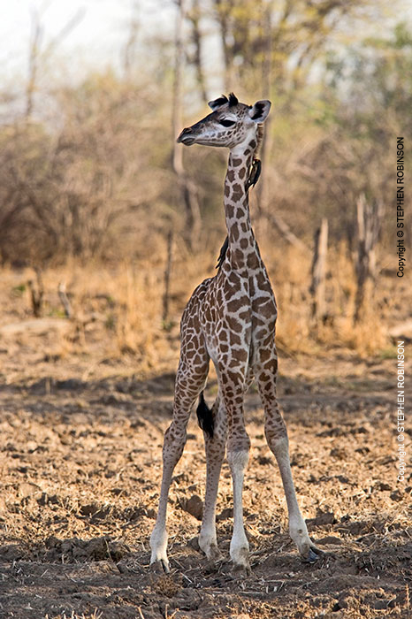 064_MG.1023V-Thornicroft's-Giraffe-Infant-&-Oxpeckers-Luangwa-Valley-Zambia