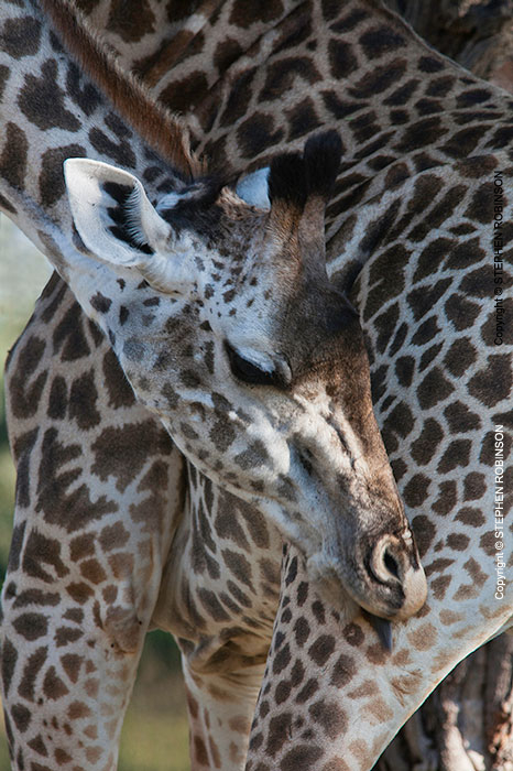 066B_MG.1158V-Thornicroft's-Giraffe-close-up-Luangwa-valley-Zambia-