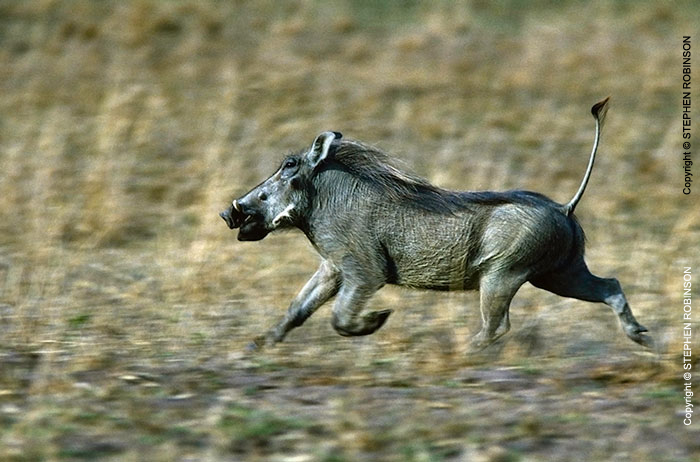 070_MpiW.116-Warthog-Running-Luangwa-Valley-Zambia