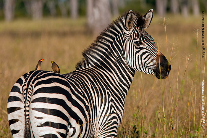 074_MZ.0755-Zebra-&-Oxpeckers-Luangwa-Valley-Zambia