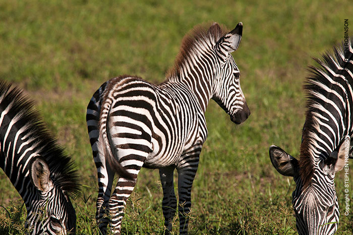 076_MZ.0802-Zebras-grazing-with-foal-Luangwa-Valley-Zambia-