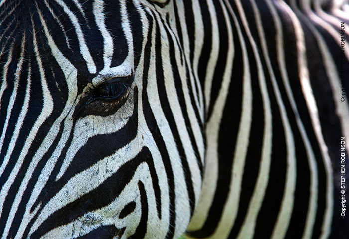 077_MZ.6589-Zebra-close-up-eye-&-markings-S-Zambia-