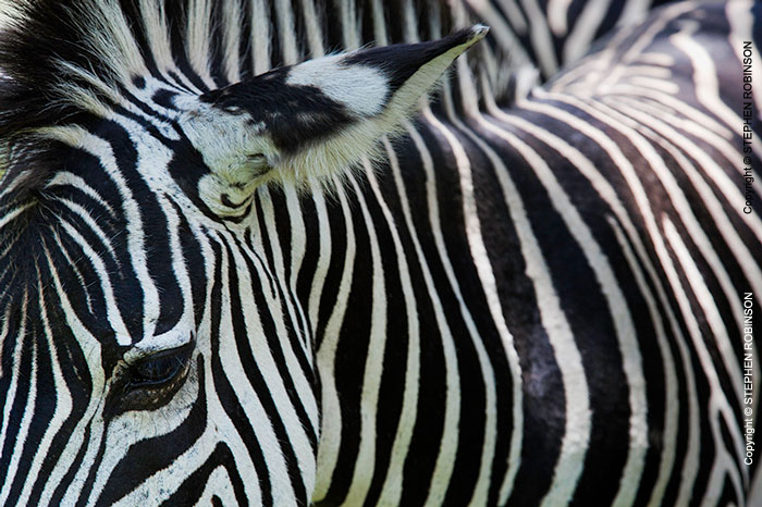 078_MZ.6593-Zebra-close-up-eye-&-markings-S-Zambia