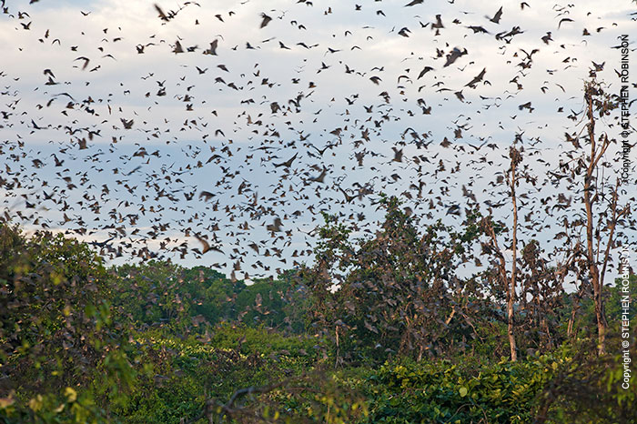 082_MBA.4619-Straw-coloured-Fruit-Bat-Migration-N-Zambia