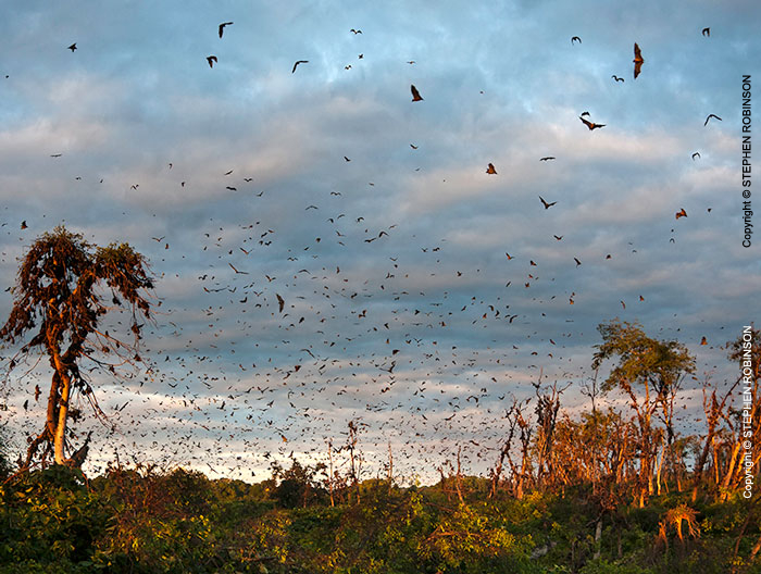 083_MBA.456668A-Straw-coloured-Fruit-Bat-Migration-N-Zambia