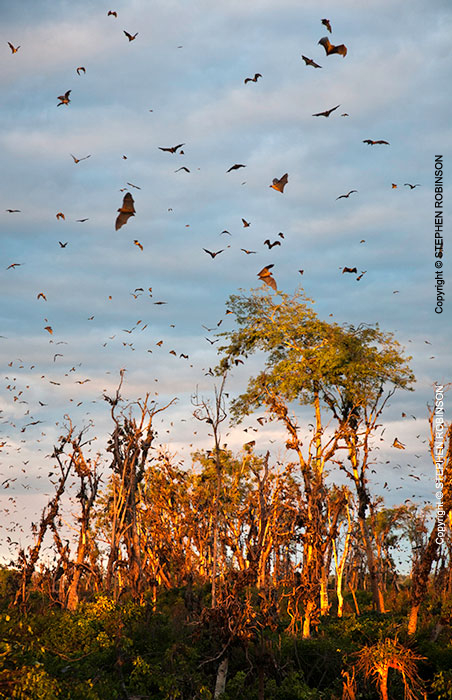 087_MBA.4561VA-Straw-coloured-Fruit-Bat-Migration-N-Zambia