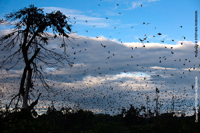 088_MBA.4627-Straw-coloured-Fruit-Bat-Migration-N-Zambia-