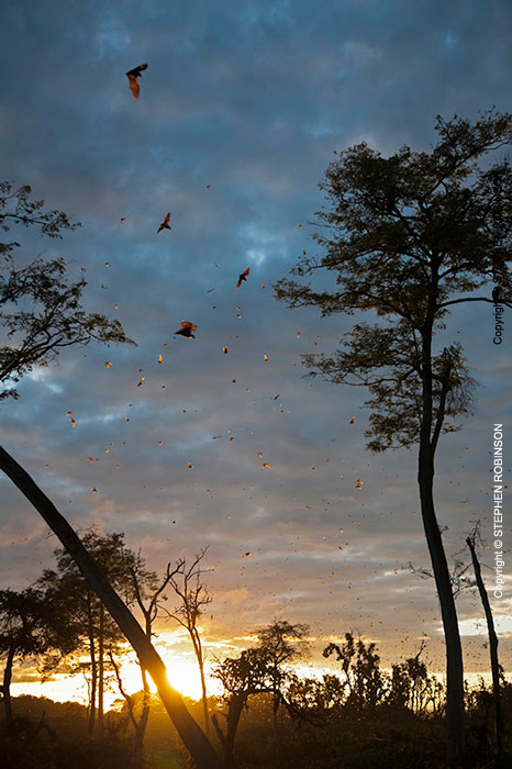 095_MBA.4552VA-Sunrise-Straw-coloured-Fruit-Bat-Migration-N-Zambia-