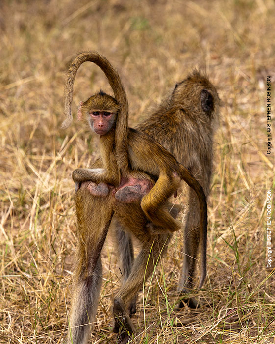 099_MApB.0818V-Yellow-baboon-Infant-riding--Luangwa-Valley-Zambia