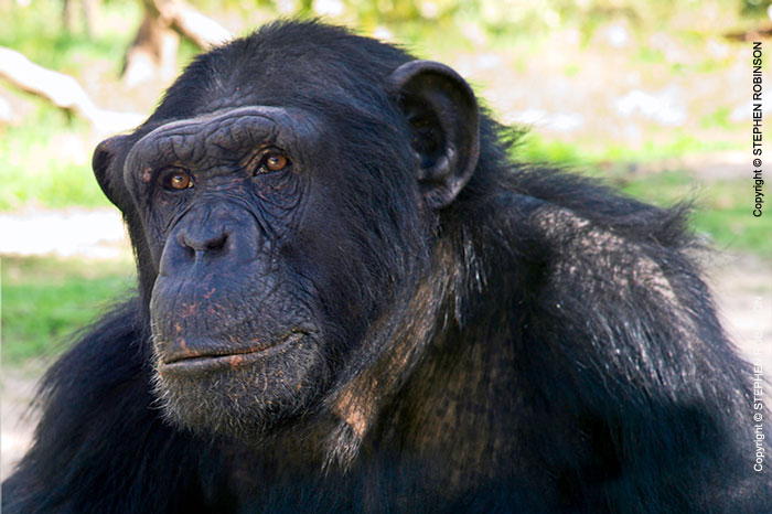 105_MApC.5146-Chimpanzee-Chimfunshi-Sanctuary-Zambia