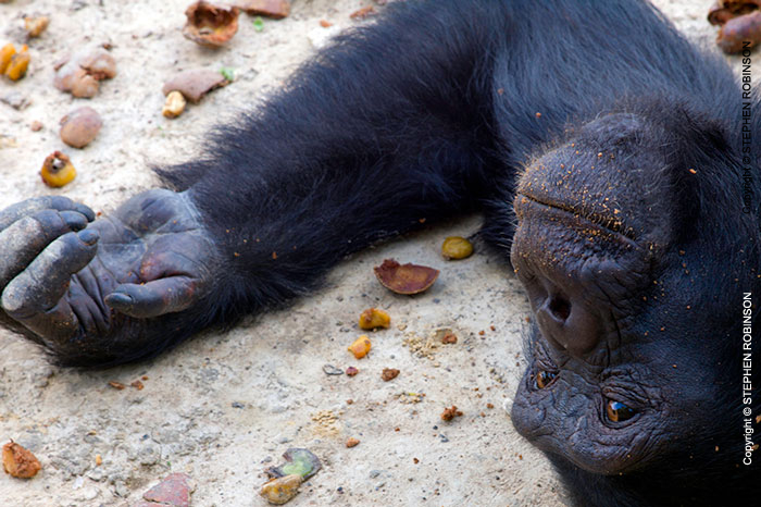 106_MApC.5155-Chimpanzee-Chimfunshi-Sanctuary-Zambia