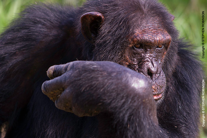 109_MApC.5202-Chimpanzee-Chimfunshi-Sanctuary-Zambia