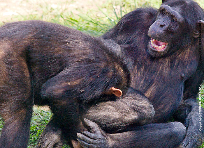 112_MApC.5145-Chimpanzees-Chimfunshi-Sanctuary-Zambia