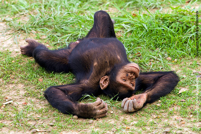 113_MApC.5353-Chimpanzee-Chimfunshi-Sanctuary-Zambia
