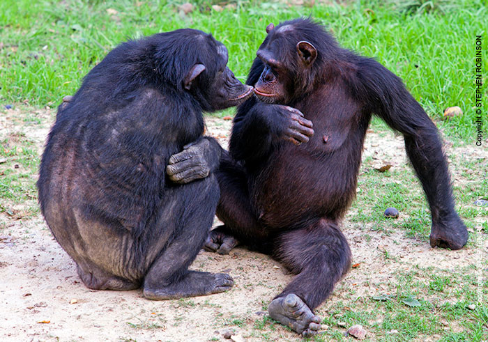 118_MApC.5381-Chimpanzees-grooming-#4-Chimfunshi-Sanctuary-Zambia